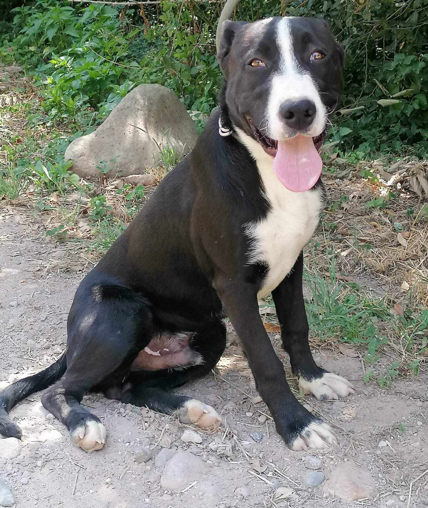 202-Tyson (2118)